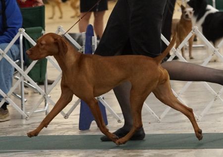 Image of Vista Ridge Silent Night
