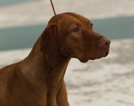 Image of Vista Ridge Silent Night