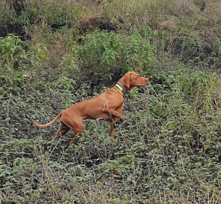 Image of Amber Pepperoni Team