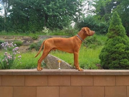 Image of Agiro z Hranických blat