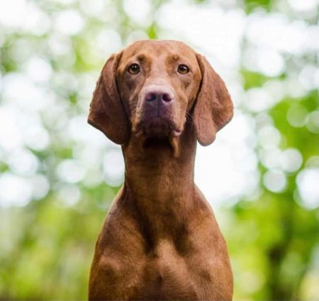 Image of Aischa z Hranických blat