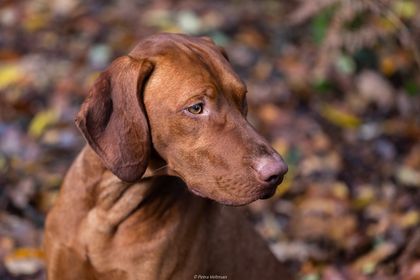Image of Stig-Sas van het Oetervelt