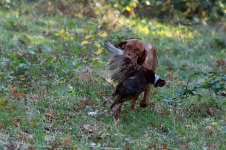 Image of Stig-Sas van het Oetervelt