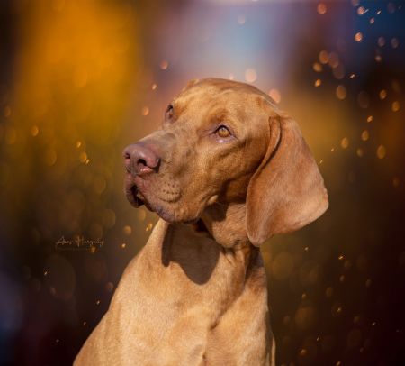 Image of Vadászfai Zarándok