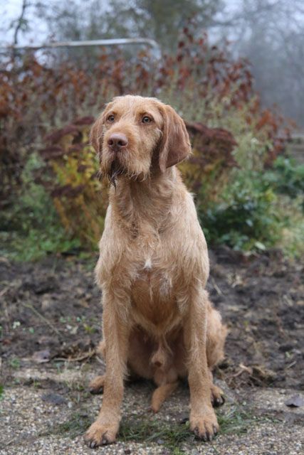 Image of Zöldmáli Vespa