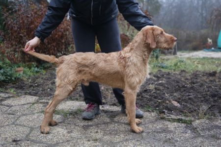 Image of Zöldmáli Vespa