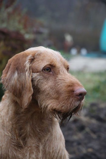 Image of Zöldmáli Vespa