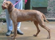 Image of Caruso Thorn Hills / Thorn Hill's Caruso