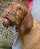 Image of Caruso Thorn Hills / Thorn Hill's Caruso