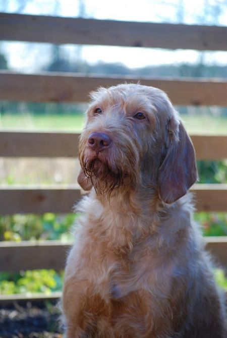 Image of Csövárberki Ravasz Amid Leiborschy