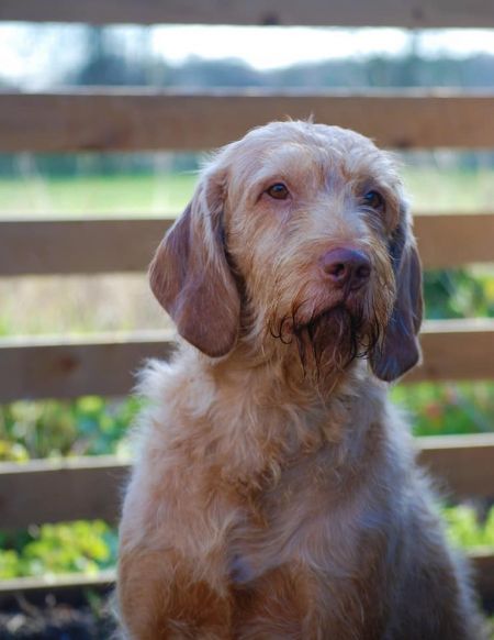 Image of Csövárberki Ravasz Amid Leiborschy
