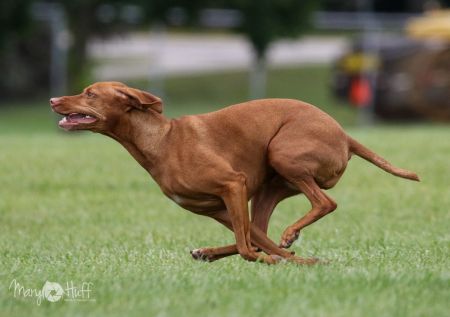 Image of Freedom Spirited Whirlwind Lacey