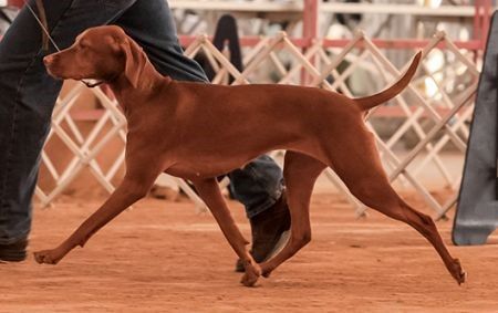 Image of Goldstar Rh Ides of March