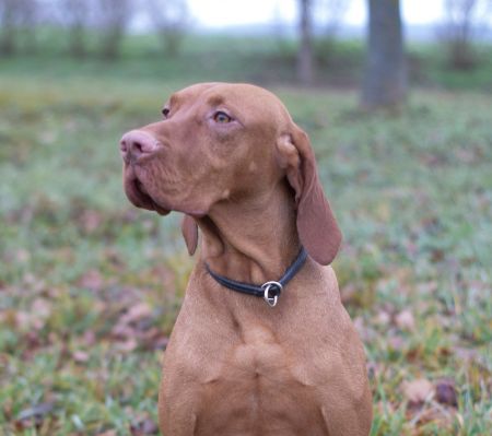 Image of Magasparti Rutinos Thunder