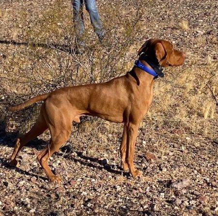 Image of Goldstar Scuz Me While I Kiss The Sky