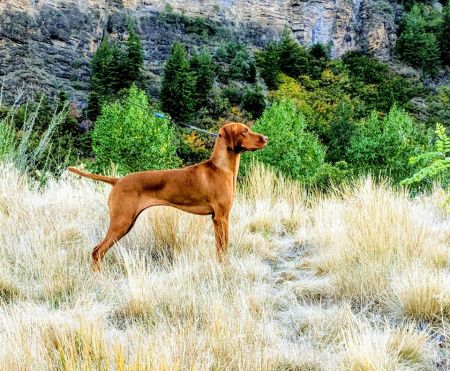 Image of Comynara Adorable Bedlam