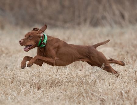 Image of Salt Creek Dawn Sweep Banzai