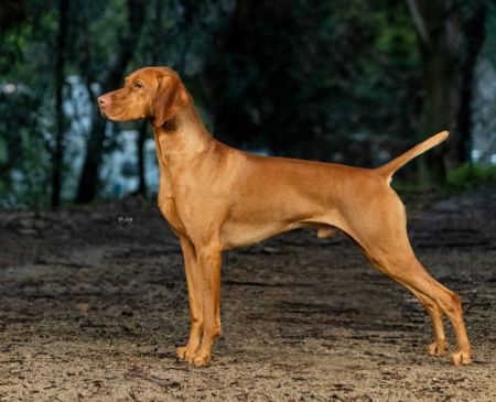 Image of Comynara Tanner Is The Silver Lining Ride