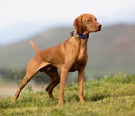 Image of Comynara Tanner Is The Silver Lining Ride