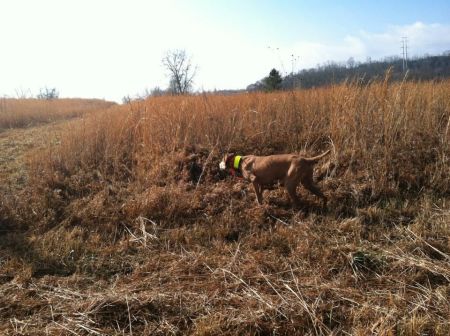 Image of Barben's Absolut Martini
