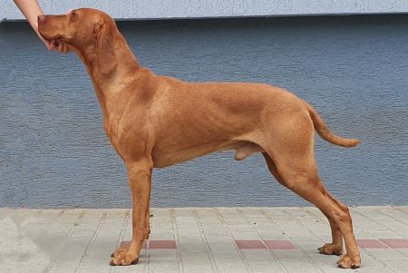 Image of Csipkéskúti Bálvány