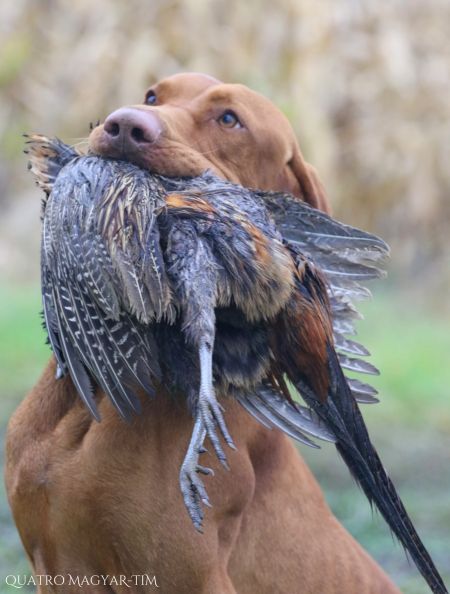 Image of Quatro Magyar-Tim