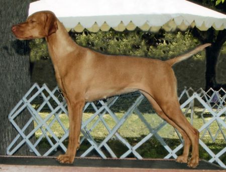 Image of Vihar Anarchy At Comynara