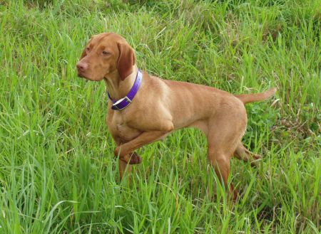 Image of Vihar Anarchy At Comynara