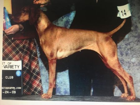 Image of Wingsong's Gypsy Rozsa Lee