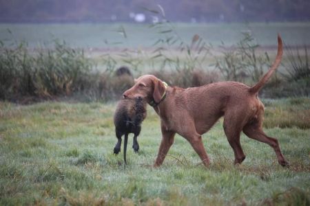 Image of Ivor von der Wrangelsburg