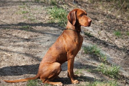 Image of Parlagi-Vadász Délceg