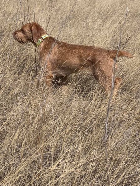 Image of Sudden Valley's Just Like Fire