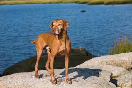 Image of Shenipsit's I Remember You