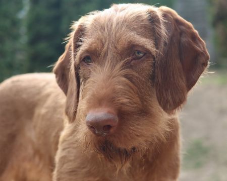 Image of Mestervadász Bizalom