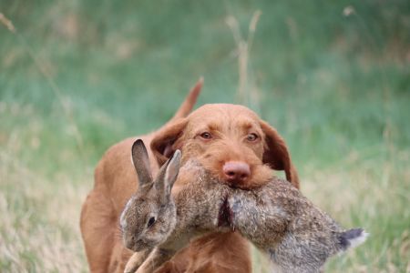 Image of Mestervadász Bizalom