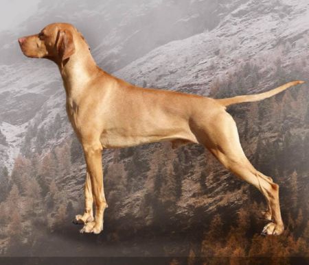 Image of Magasparti Rutinos Adu