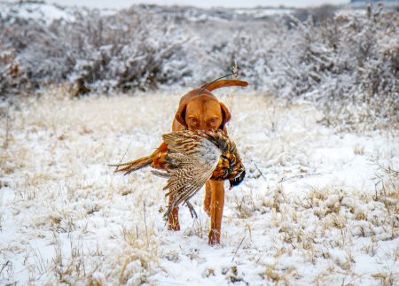 Image of Wall Canyon's Alpine Blacksmith / Wall Canyon Alpine's Blacksmith