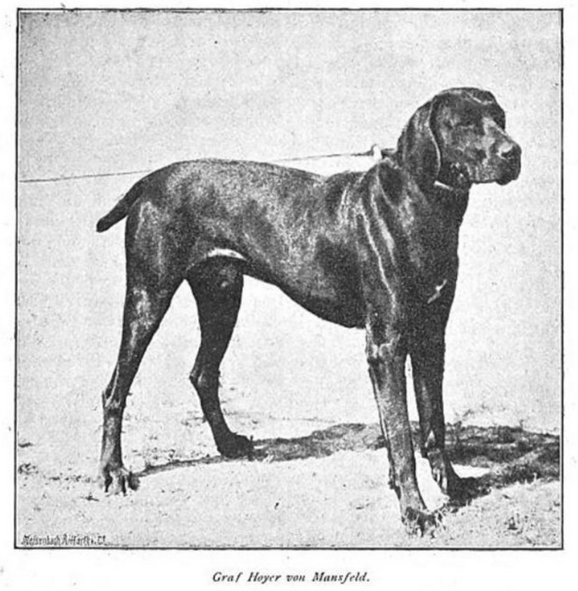 Image of Graf Hoyer vom Mansfeld (DK)