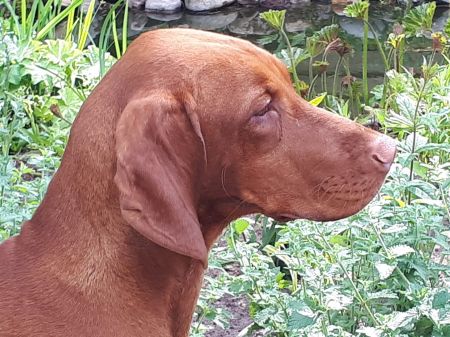 Image of Indyofrodo Arany Napsugár