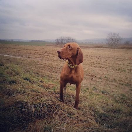 Image of Gyurkóvári Sámson