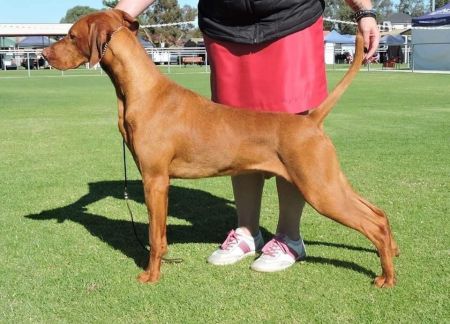 Image of Heiderst Northstar