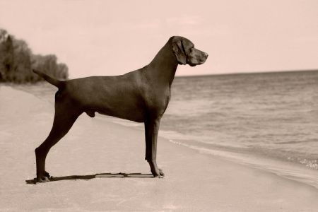 Image of Golden Empires Breaking The Bank