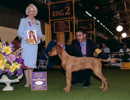 Image of Sarga Amanda's Traum Von Feen