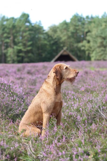 Image of Ivor von der Wrangelsburg