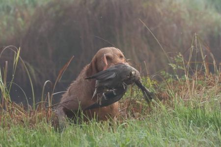 Image of Ivor von der Wrangelsburg