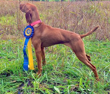 Image of Nosam's Summer Flame