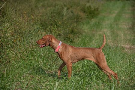 Image of Nosam's Summer Flame