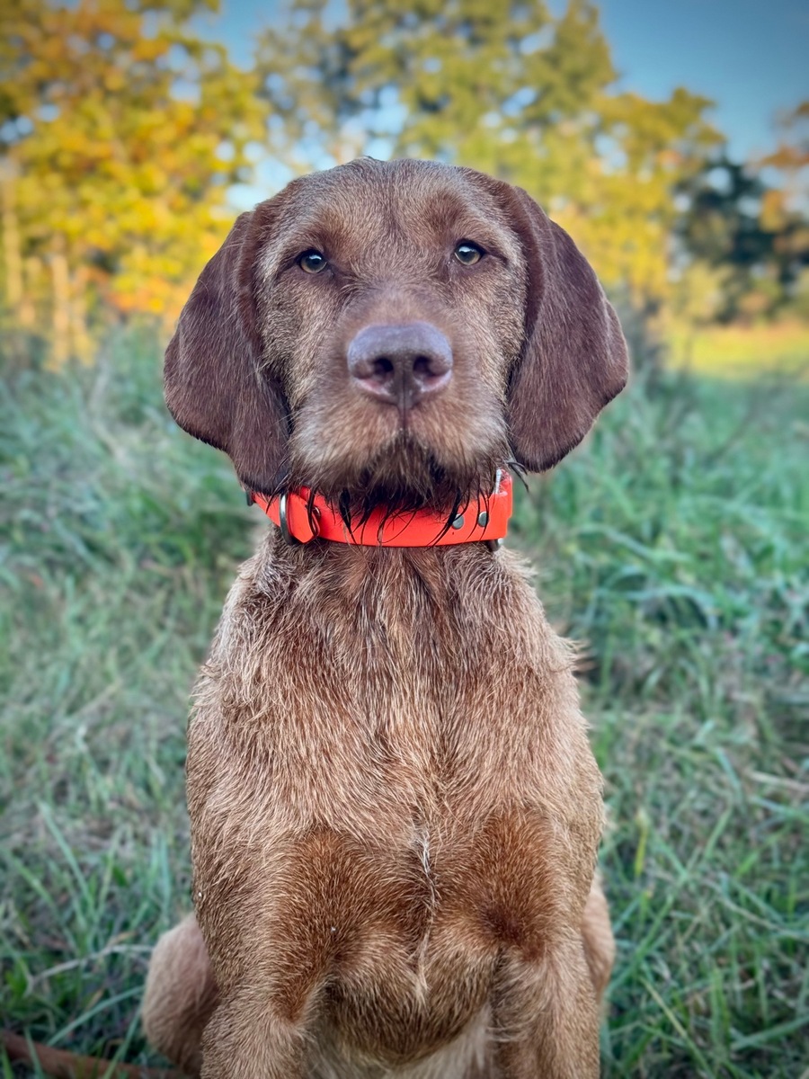 Image of Cave Canis Kincsem Budapest