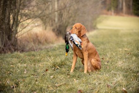 Image of Arany Szívem Calvin