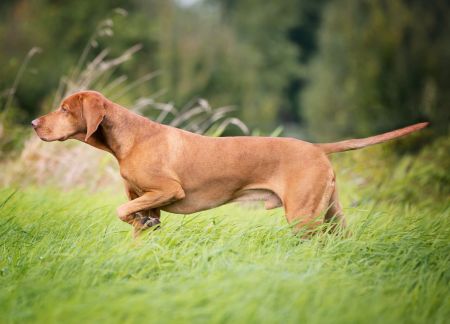 Image of Arany Szívem Calvin